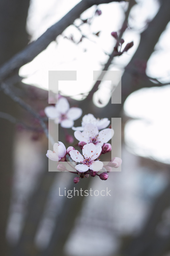 pink cherry blossoms on a branch 