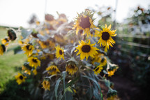 sunlight on sunflowers in a garden 