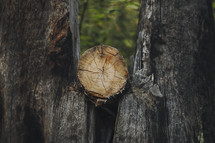 log between tree trunks 