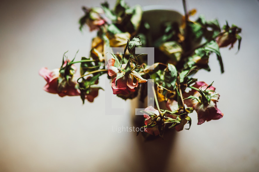 wilted roses in a vase 