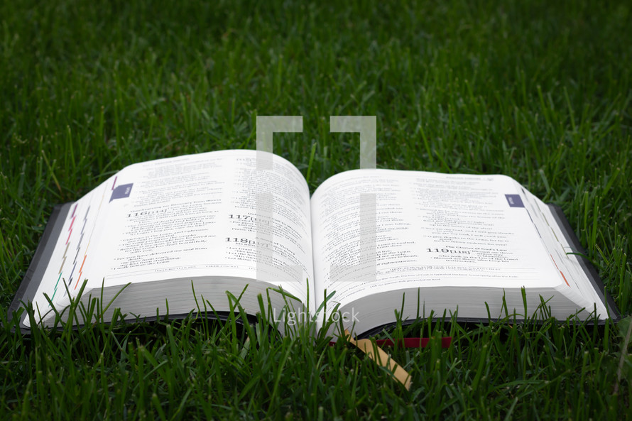 open Bible in tall green grass