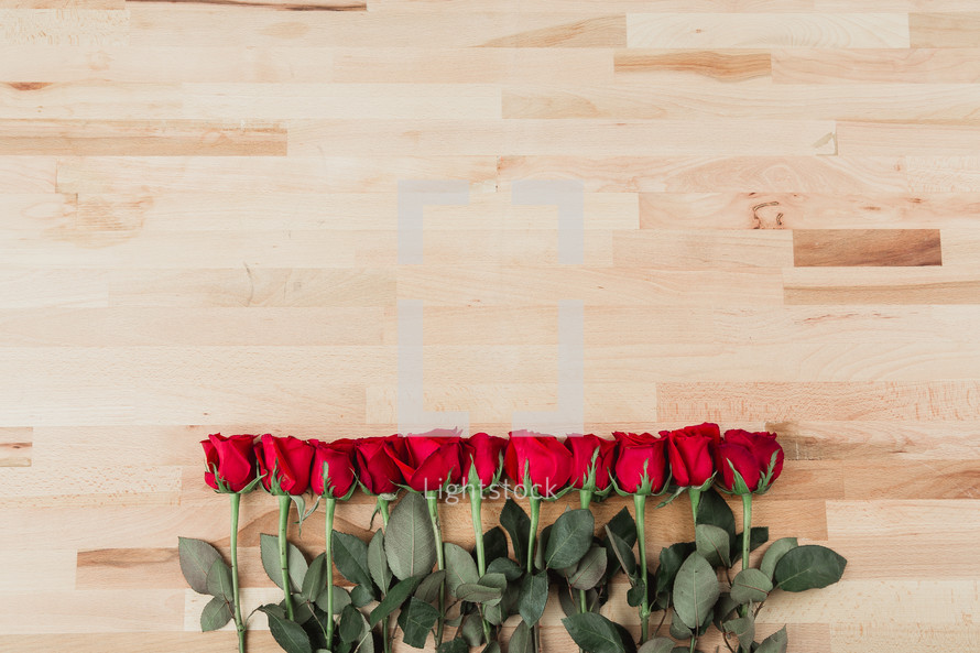 row of long stem red roses 