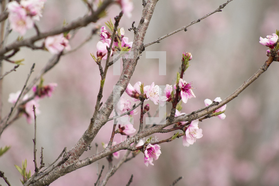 pink spring flowers on a branch 