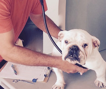 a bulldog visiting a veterinarian 