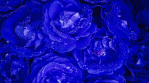 Blue roses flowering, petals on big bud. Exotic floral carpet surface texture - flowers blossom backdrop. Macro blooming nature view. Wedding, Valentine's Day concept.