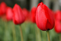 red tulips 
