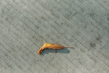 yellow fall leaf on a sidewalk 