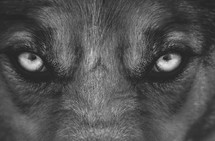 Wolf eyes black and white