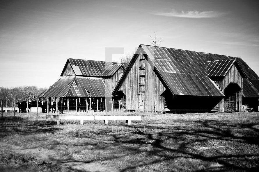 old barn and cattle on a ranch