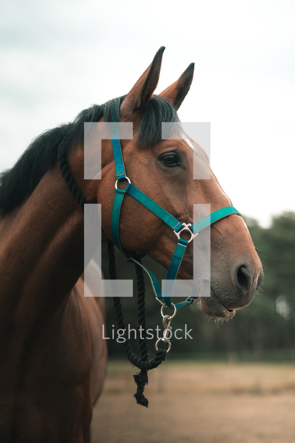 Brown horse wearing a head collar, stallion mare pony equestrian photo