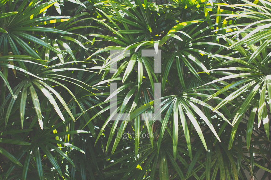 tropical foliage background 
