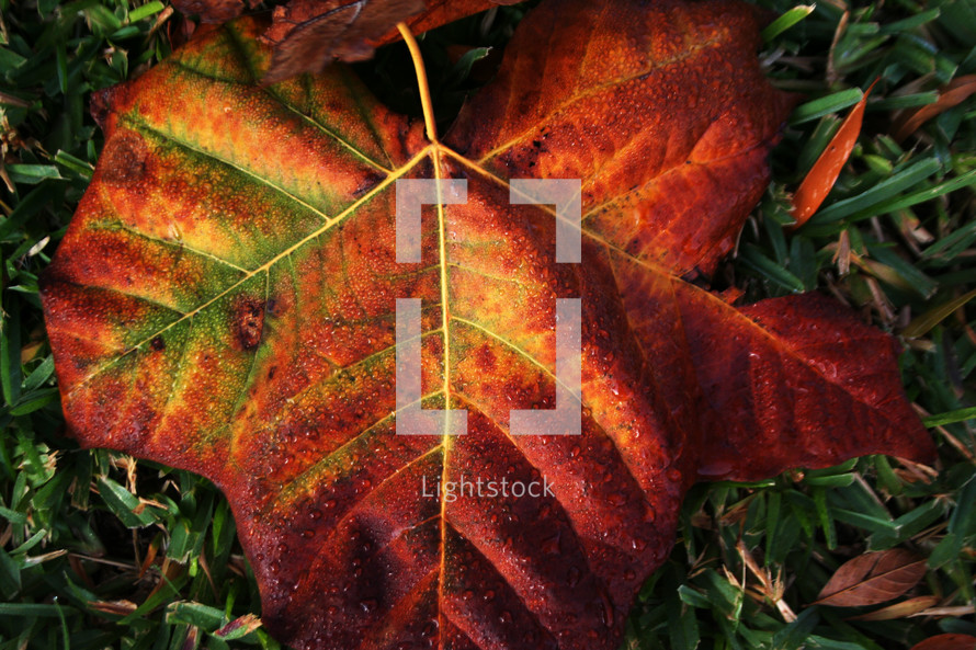red fall leaf in grass