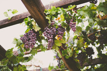 grapes hanging in a vineyard 