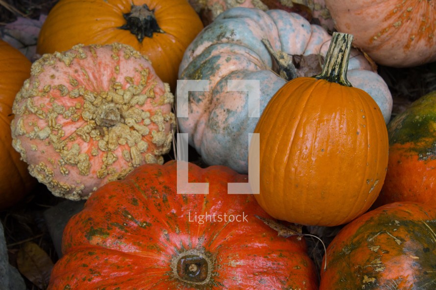pumpkins background 