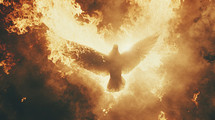 Looking up at a flaming dove