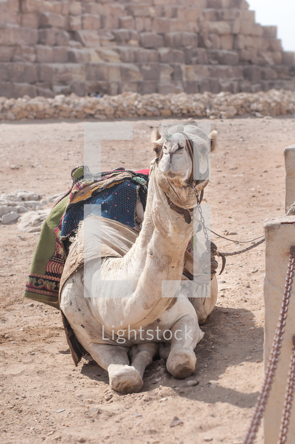Kneeling Camel in the desert beside a Pyramid.