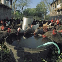 Chickens & Roosters drinking water