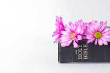 Pink flowers on a Bible.