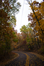 fall leaves on a road 