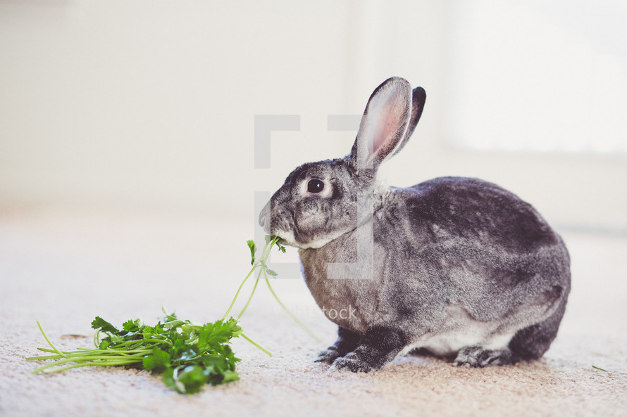 a rabbit eating greens 