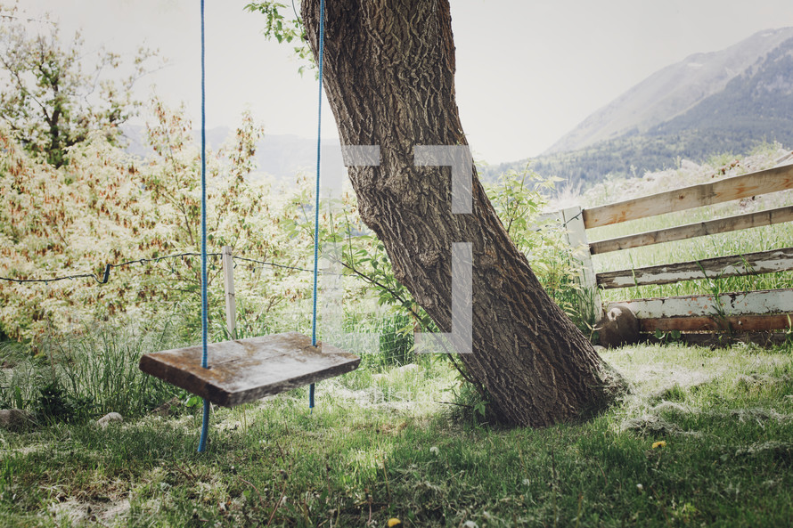 picturesque tree and wooden swing