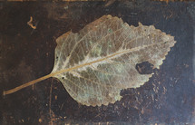 a very old leaf found pressed inside a vintage Bible