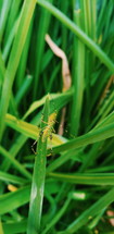 bug on green grass