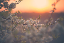 spring blossoms in an orchard at sunset 