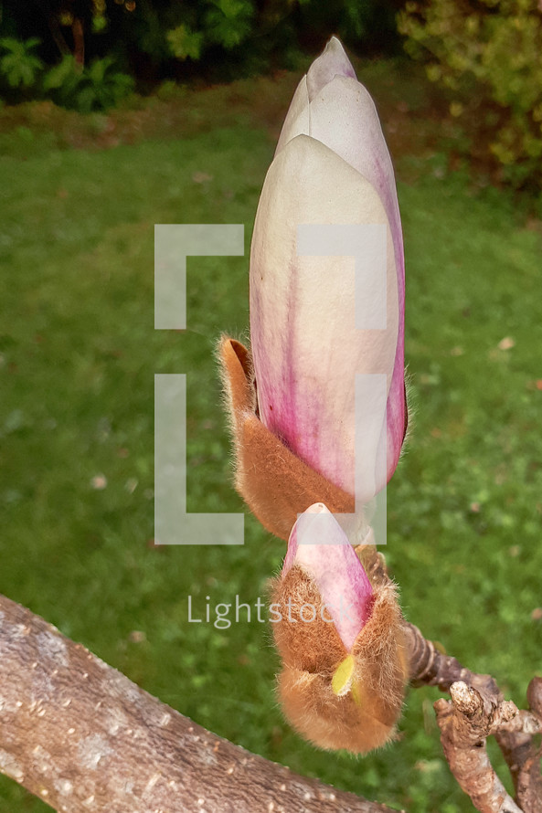 Magnolia Bud in the Spring Garden