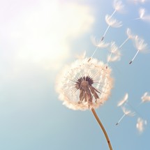 Dandelion seeds flying in the wind on a background of blue sky