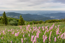 mountain wildflowers in France 