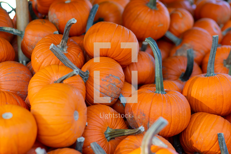 orange pumpkin background 