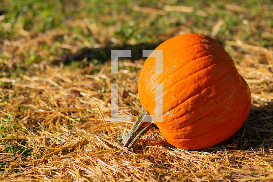 pumpkin in hay 
