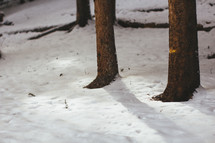 tree trunks and snow 