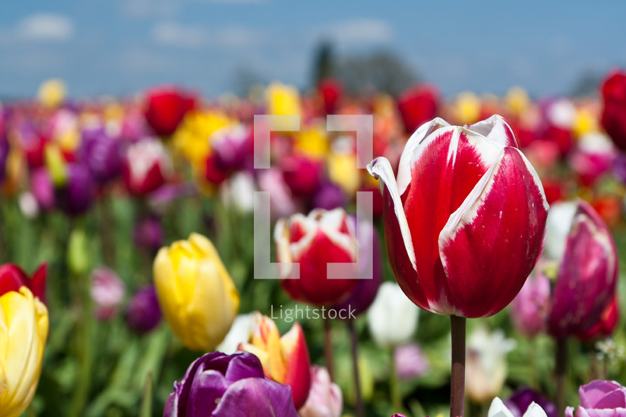 field of colorful tulips
