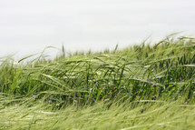 long green grass