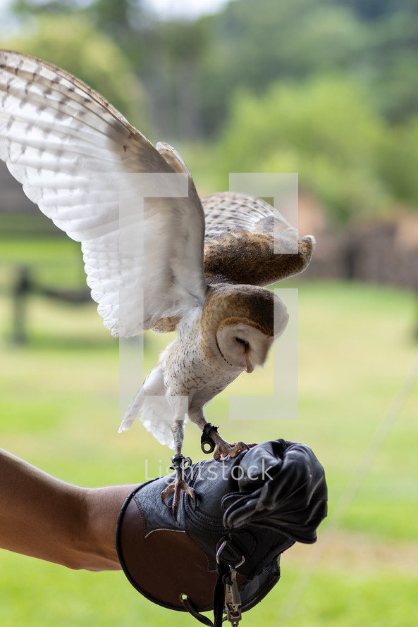 owl landing on trainer's glove