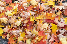 pile of fall leaves background 