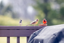 cardinals eating at a feeder while a sparrow looks on