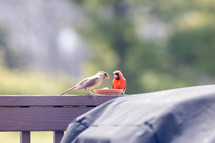 cardinals eating at a feeder