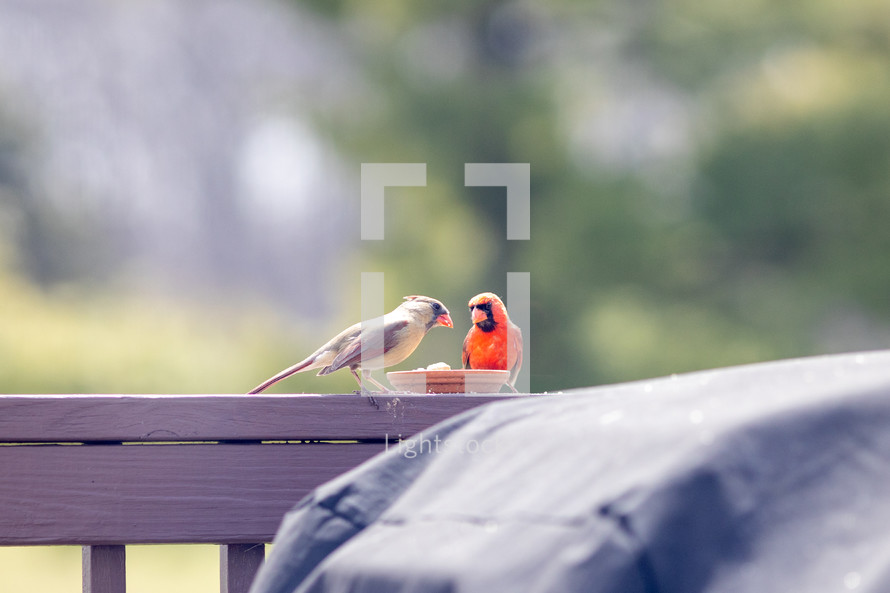 cardinals eating at a feeder