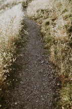 A path of pebbles through dry grass.