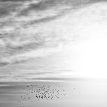 flocks of birds in the sky 
