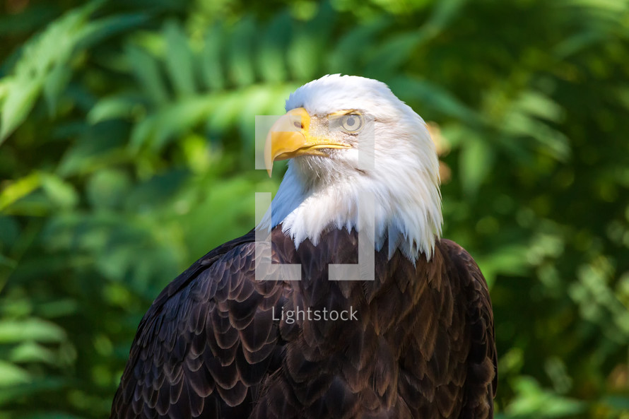 Bald eagle 