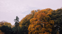 fall forest and overcast sky