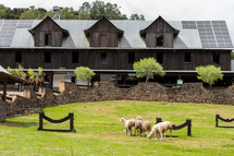 sheep in pasture in front of barn