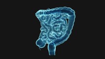 Loop rotation of intestinal tract with holographic effect, 3d rendering.