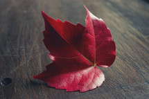 red fall maple leaf 