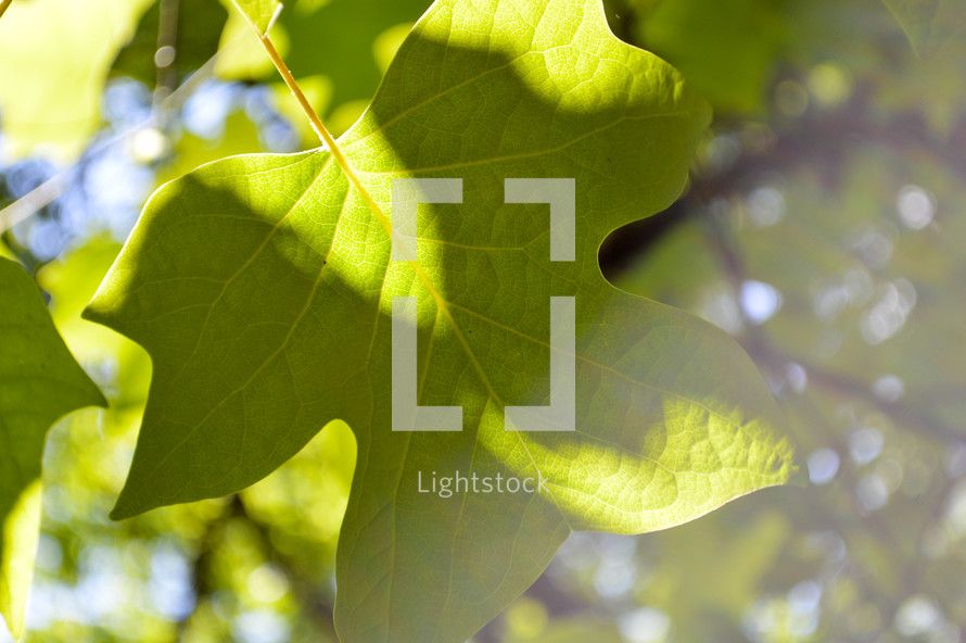 sunlight on a green oak leaf 