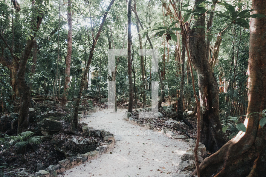 sandy path through a jungle 